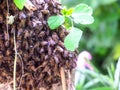 There was lots of bee, they were building hive on branch