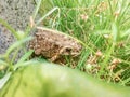 There was a toad in the grass