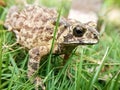 There was a toad in the grass