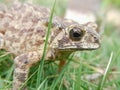 There was a toad in the grass