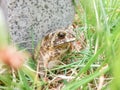 There was a toad in the grass