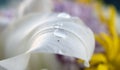 There are water drops on a white petal of lily flower. close-up macro photo. emotional and romantic feelings.