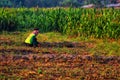 There were people looking for grass in the rice fields.