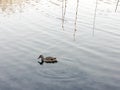 There is a wild duck on the quiet lake in the park Royalty Free Stock Photo