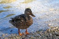 There is a wild duck on the shore of a lake or river. Wild nature Royalty Free Stock Photo