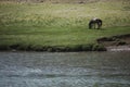 There is a wild horse eating grass on the bank of the flowing river