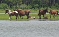 Wild ponies on Assateague Island. Royalty Free Stock Photo