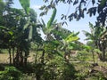 There& x27;s so many banana trees in the field