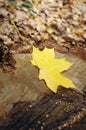 There is a yellow maple leaf on the stump. Autumn Park. Autumn forest. Forest landscape. Fallen leaves in the background Royalty Free Stock Photo