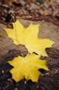 There is a yellow maple leaf on the stump. Autumn Park. Autumn forest. Forest landscape. Fallen leaves in the background Royalty Free Stock Photo