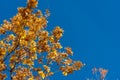 There are yellow maple leaves on the blue autumn sky Royalty Free Stock Photo