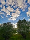 Fisheye Picture Of Trees Sky And Sun