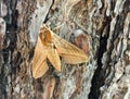 Theretra alecto butterfly on the pine tree bark. Camouflage of butterflies