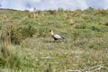 Theristicus melanopis, black-faced ibis with its long beak is a species of bird in the family Threskiornithidae.