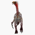 Therizinosaurus Dinosaur on White