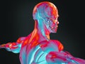 Thermal 3D illustration of human anatomy Royalty Free Stock Photo