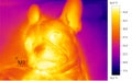 Thermal image photo, dog, french bulldog puppy Royalty Free Stock Photo