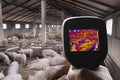 Thermal Image of Pig Farm Royalty Free Stock Photo