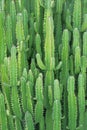 Thermal plants cactus plant group. Growth in the desert Royalty Free Stock Photo