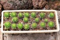 Thermal plants cactus plant group growth in the desert,Echinopsis calochlora cactaceae. Royalty Free Stock Photo