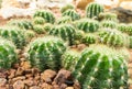 Thermal plants cactus plant group growth in the desert Royalty Free Stock Photo