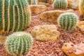 Thermal plants cactus plant group growth in the desert Royalty Free Stock Photo