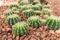 Thermal plants cactus plant group growth in the desert Royalty Free Stock Photo