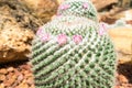 Thermal plants cactus plant group growth in the desert Royalty Free Stock Photo