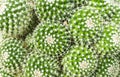 Thermal plants cactus plant group growth in the desert