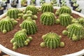 Thermal plants cactus plant group