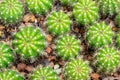 Thermal plants cactus plant group growth in the desert,Echinopsis calochlora cactaceae. Royalty Free Stock Photo