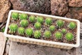 Thermal plants cactus plant group growth in the desert,Echinopsis calochlora cactaceae. Royalty Free Stock Photo