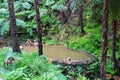 Thermal pools of Caldeira Velha on Sao Miguel island, Azores Royalty Free Stock Photo