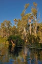 Thermal Pools in Mataranka Royalty Free Stock Photo