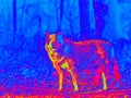 Thermal screen of Australian Cattle Dog in forest Royalty Free Stock Photo