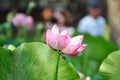 The thermal water lily from Felix Baths 10 Royalty Free Stock Photo