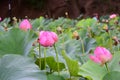 The thermal water lily from Felix Baths 56 Royalty Free Stock Photo