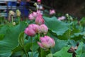 The thermal water lily from Felix Baths 21 Royalty Free Stock Photo