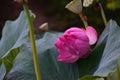 The thermal water lily from Felix Baths 43 Royalty Free Stock Photo