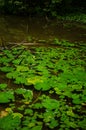 Thermal water lily Royalty Free Stock Photo