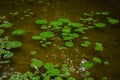 Thermal water lily Royalty Free Stock Photo