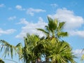 Therme Balotesti - some beautifoul palm trees with the sky with clouds in background