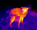 Thermograph- dog Royalty Free Stock Photo