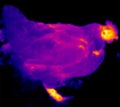 Thermograph- HEN