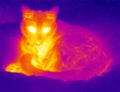 Thermograph- Relaxing cat Royalty Free Stock Photo