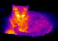 Thermograph-Sleeping cat Royalty Free Stock Photo