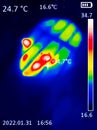 A Thermographic image of a mouse`s body, showing different temperatures in different colors, from blue, indicating cold, to red,
