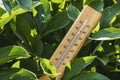 Thermometer between garden plants Royalty Free Stock Photo