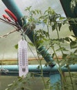 Thermometer In A Greenhouse
