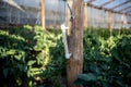 Thermometer in a greenhouse with green, unripe tomatoes.